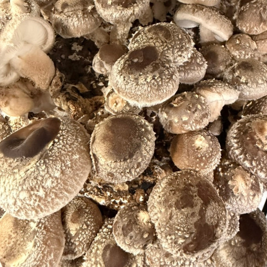 Shiitake Fruiting On A Hardwood And Organic Wheat Bran Block