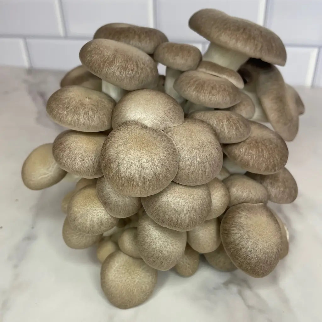 Delicious Shimofuri Mushrooms In A Tight Cluster