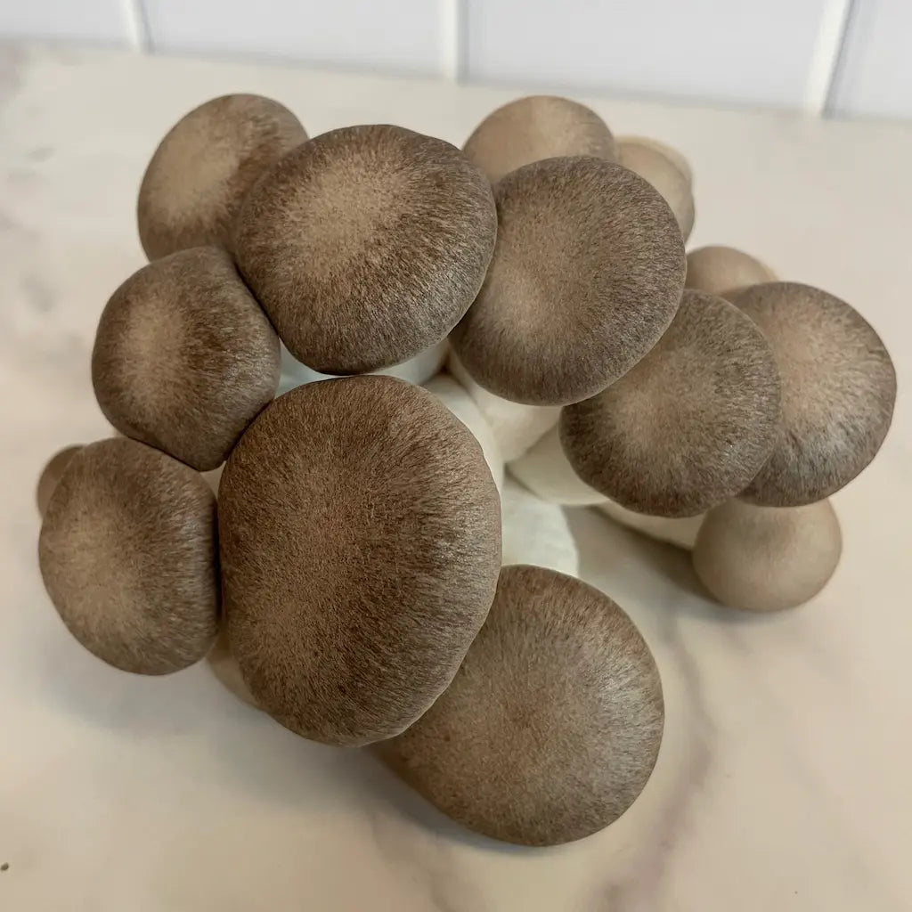 Cluster Of Freshly Harvested Black Pearl King Oyster Mushrooms