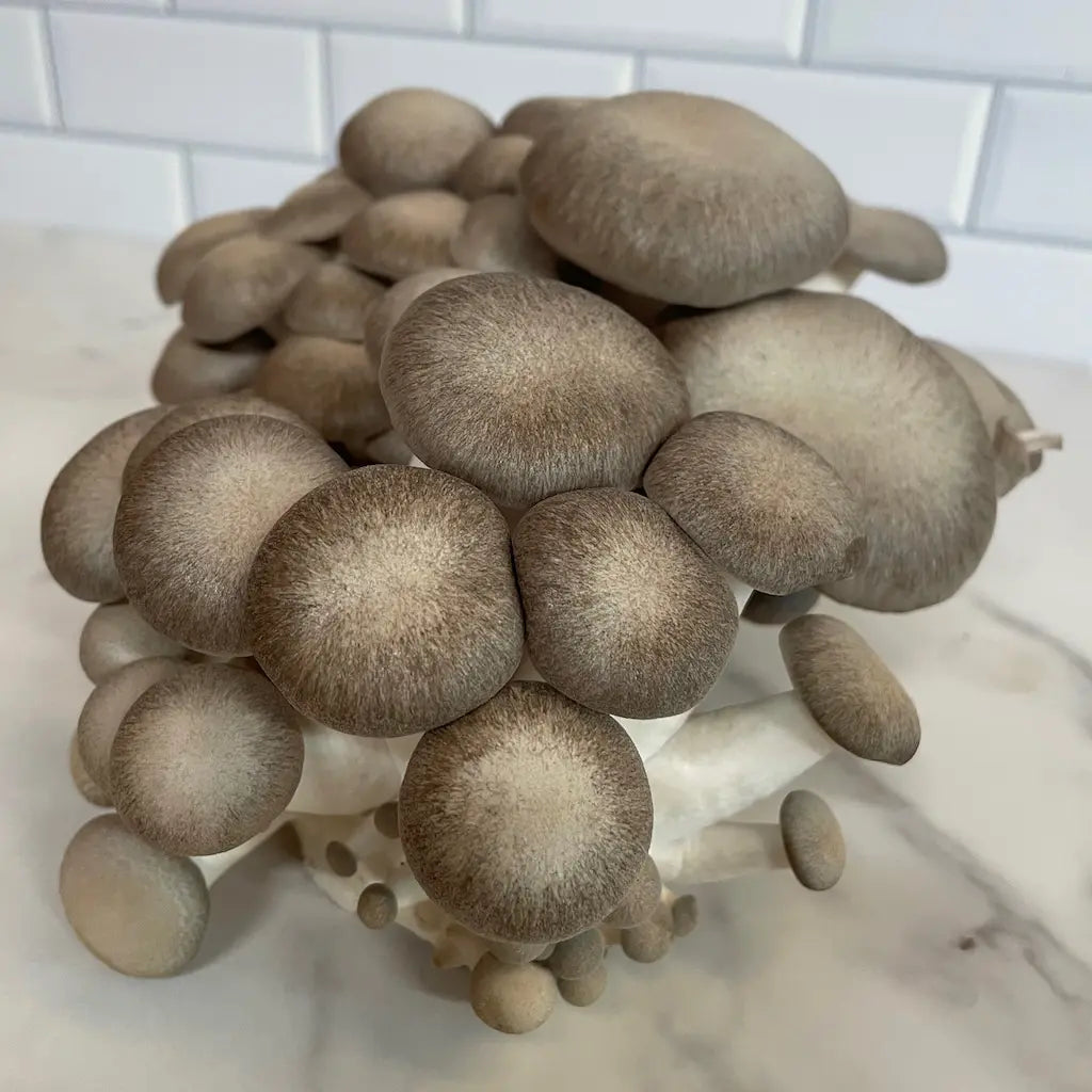 A Cluster Of Fresh Shimofuri Mushrooms