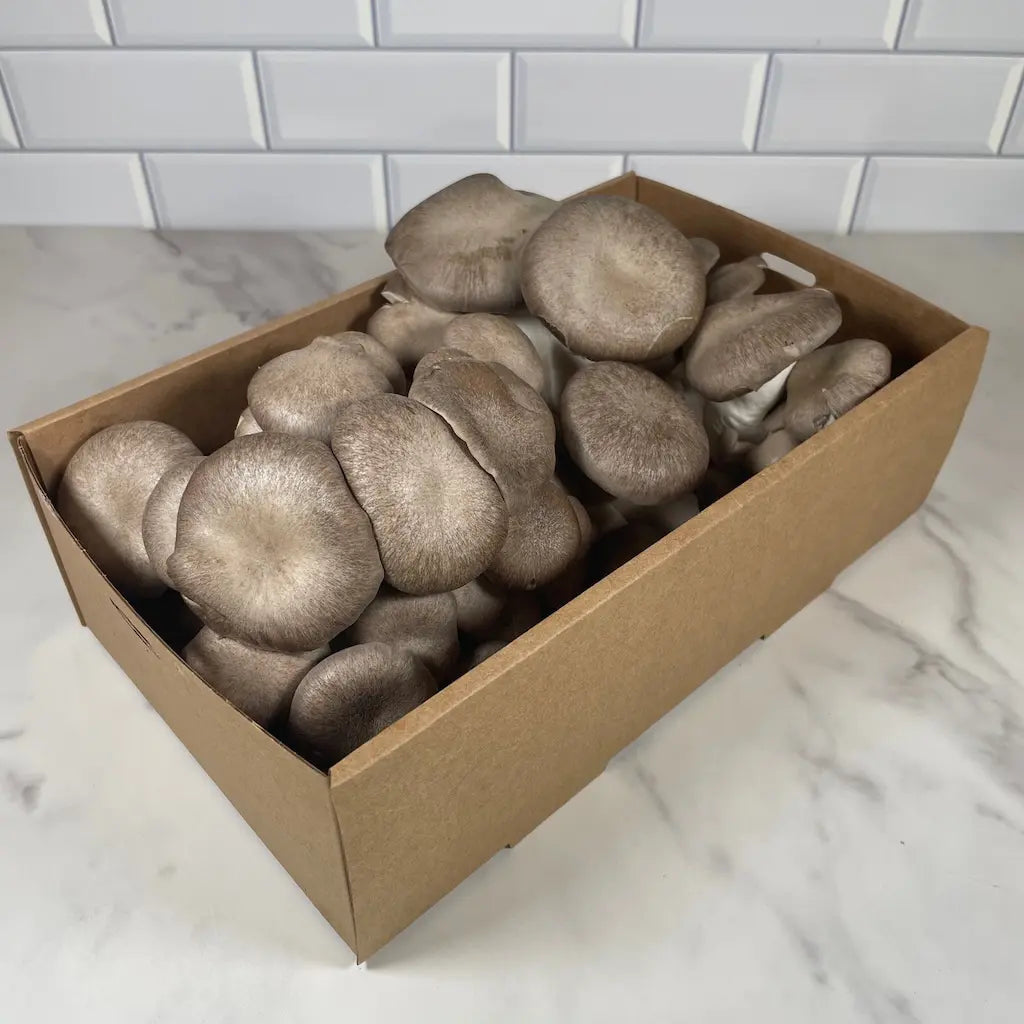 Medium Box Of Shimofuri (Black Pearl King Oyster) Mushrooms