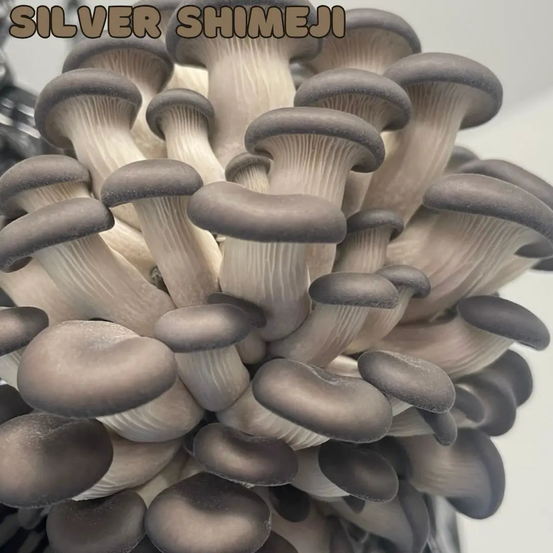 Silver Shimeji Oyster Mushrooms Fruiting