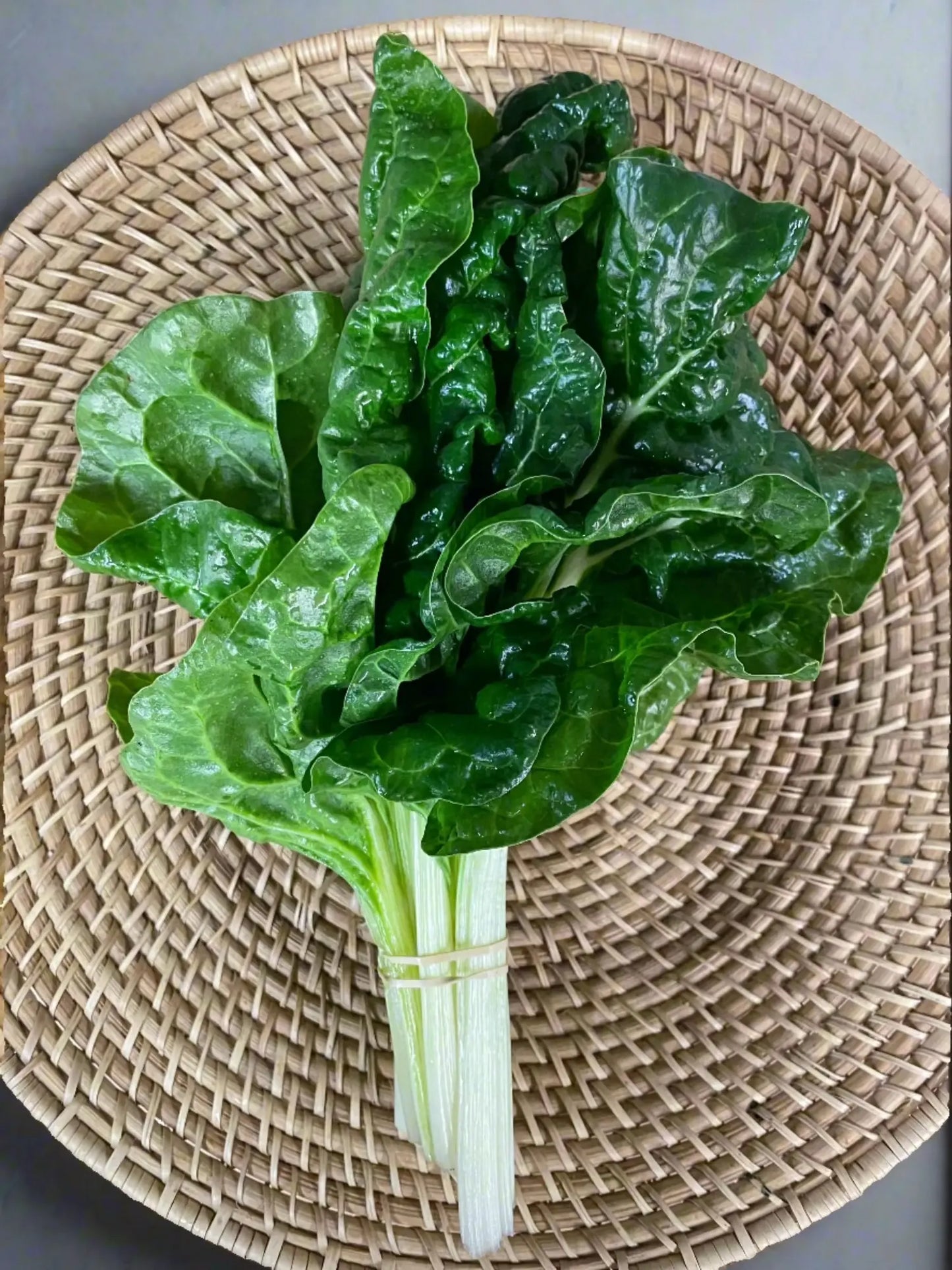 A bunch of fresh silverbeet, organically grown