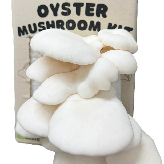 Snow White Oyster Mushroom Grow Kit Fruiting