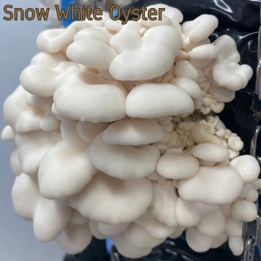 Snow White Oyster Mushrooms Fruiting Cluster