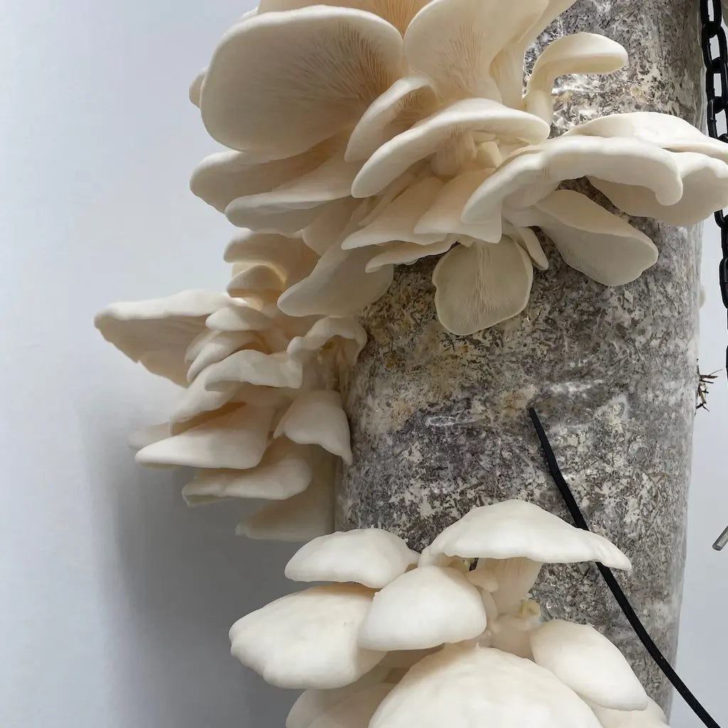 Snow White Oyster Mushrooms In Grow Columns