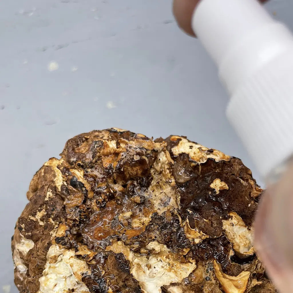 Spraying a block of Shiitake with hydrogen peroxide to kill bacteria and mould