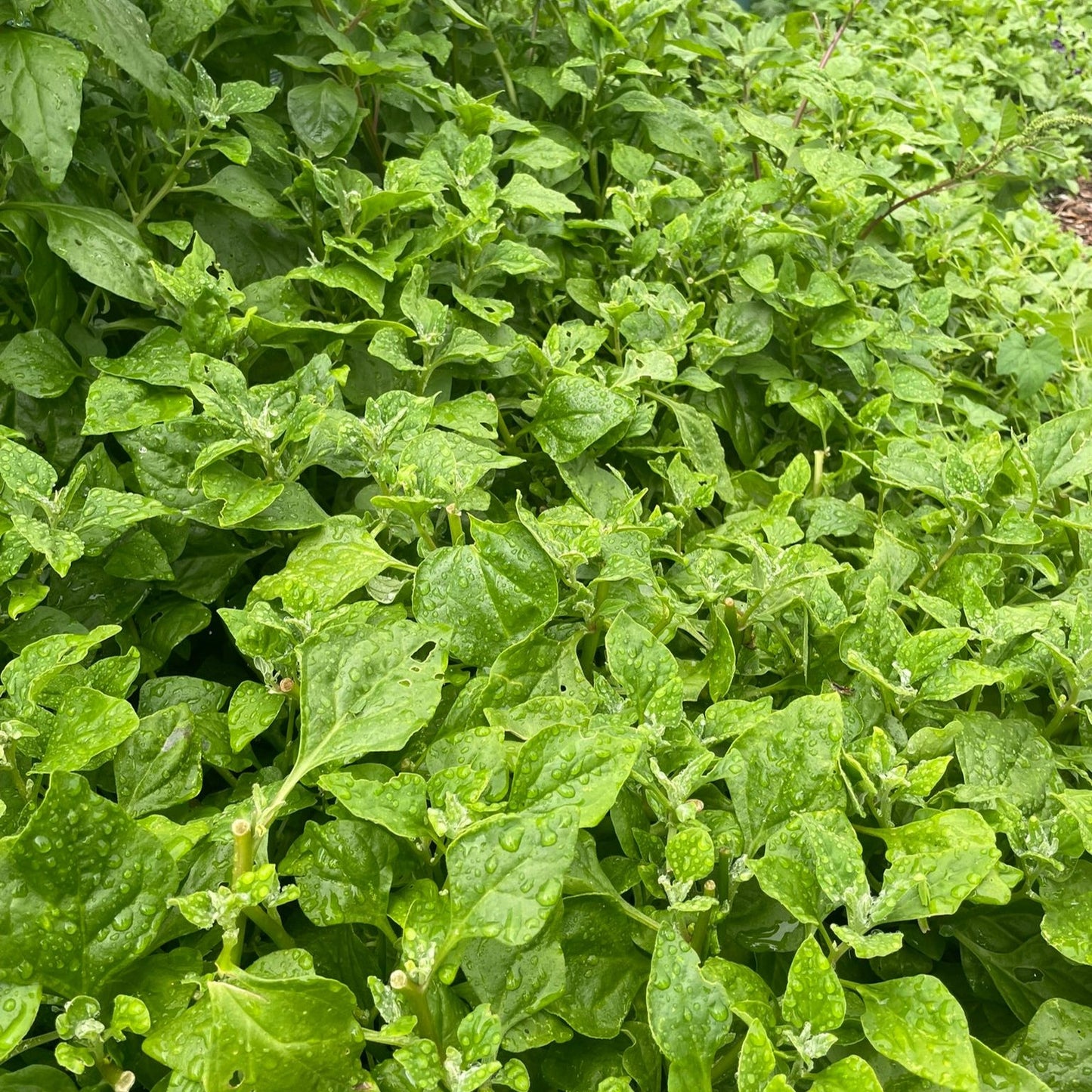 Another image of Warrigal greens growing