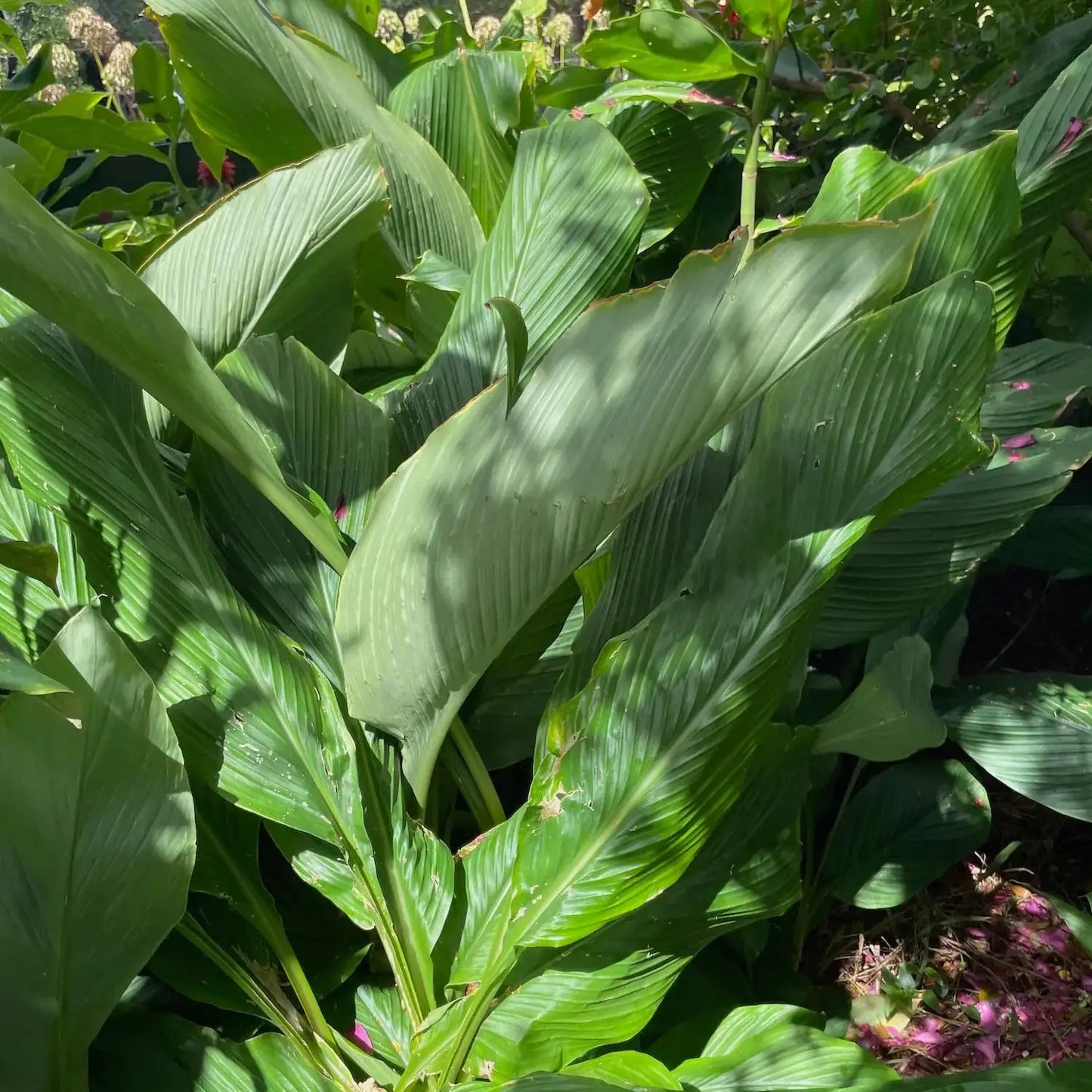 No Spray And Organically Grown White Turmeric Plant In Field