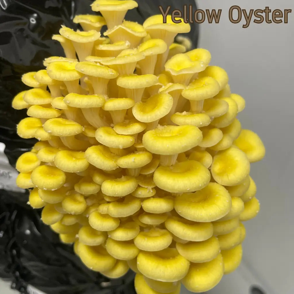 Yellow Oyster Mushrooms Grown on Pasteurised Master's Mix