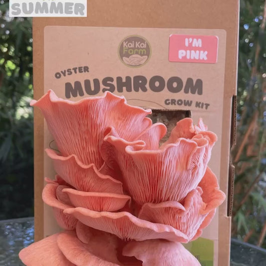 Pink Oyster Mushroom Kit