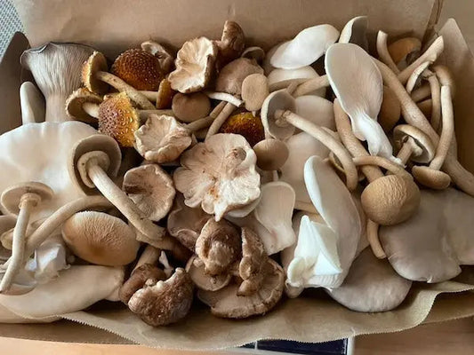 Introducing Gourmet Mushroom Medley! - Kai Kai Farm