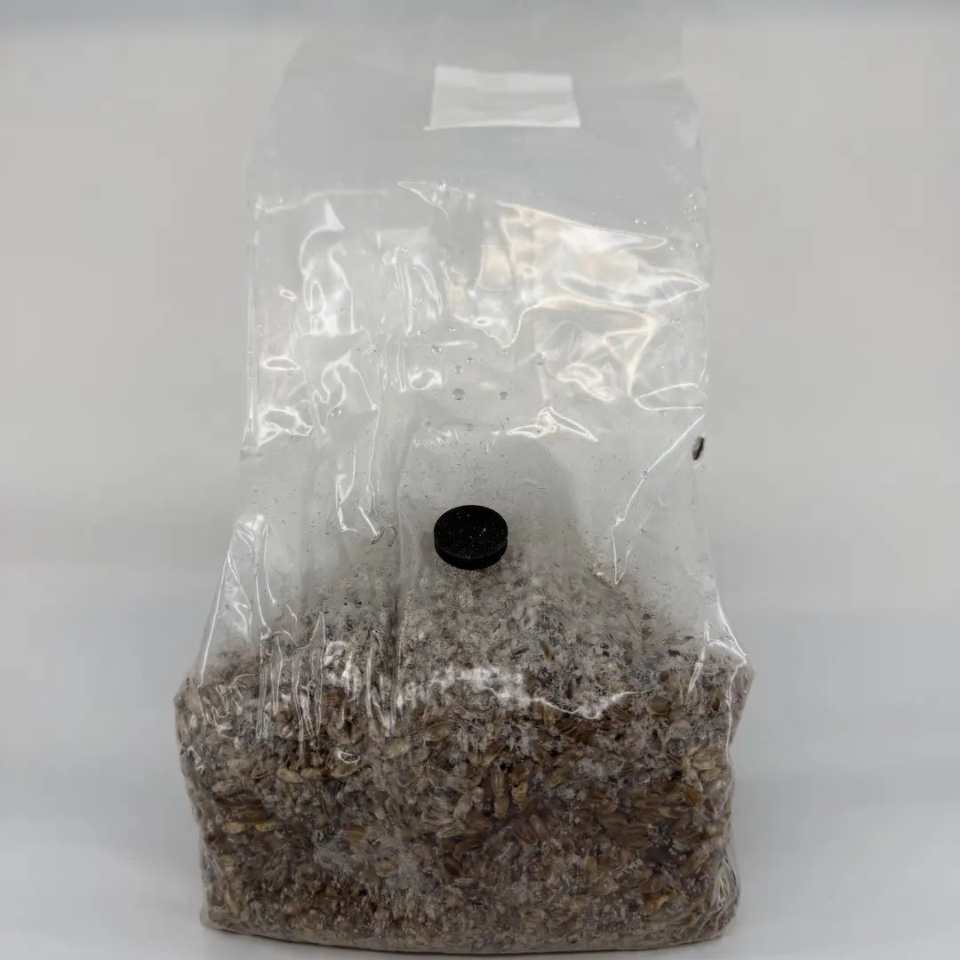 How to Use Pre-Sterilised Grain Bags: The Complete Guide