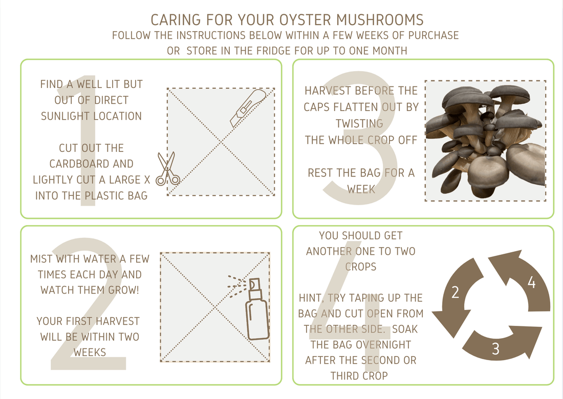 Oyster Mushroom Kit Instructions