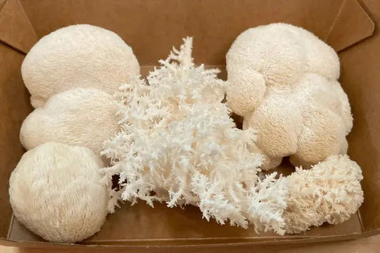 The Mushroom That Thinks Like a Brain: Grow Lion’s Mane at Home (and Get Smarter?) - Kai Kai Farm