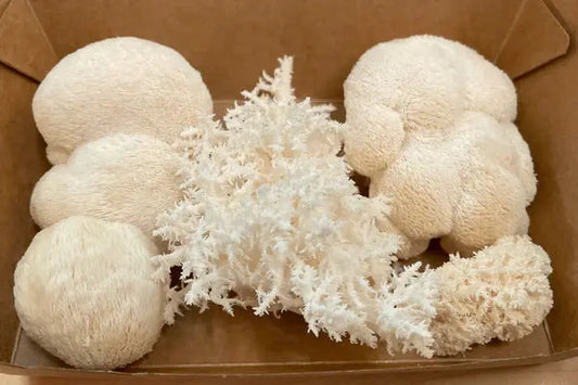 The Mushroom That Thinks Like a Brain: Grow Lion’s Mane at Home (and Get Smarter?) - Kai Kai Farm