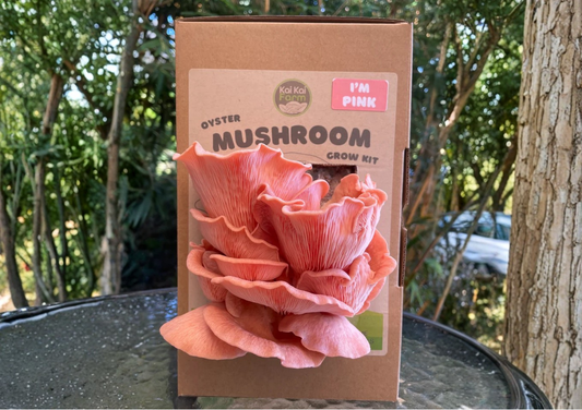 5 Reasons Your Mushroom Kit Isn’t Fruiting (And How to Fix It)