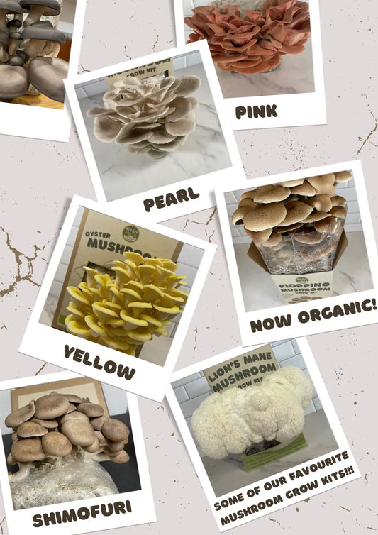 Product Update: Our Mushroom Grow Kits are now organic!