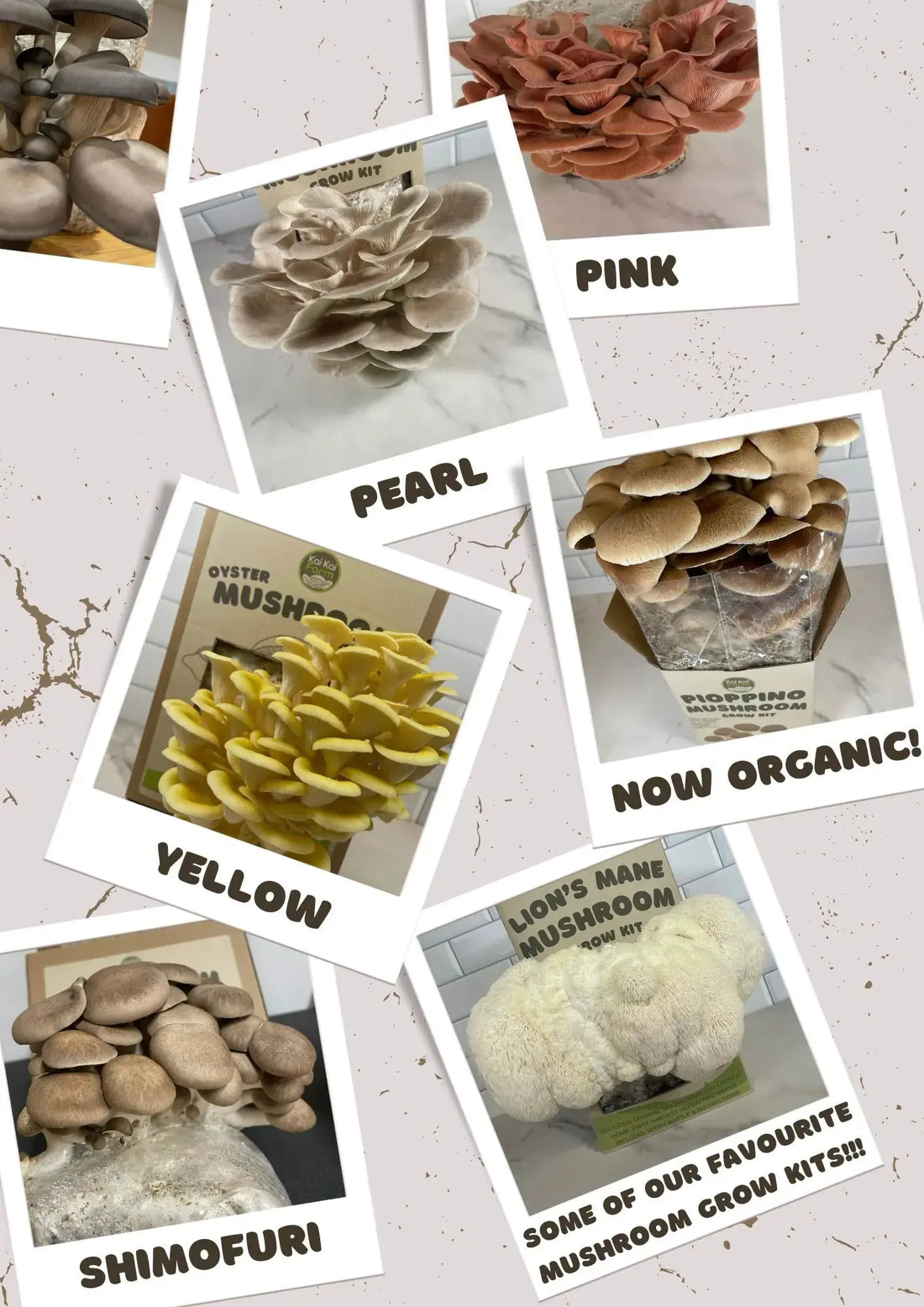 Product Update: Our Mushroom Grow Kits are now organic! - Kai Kai Farm