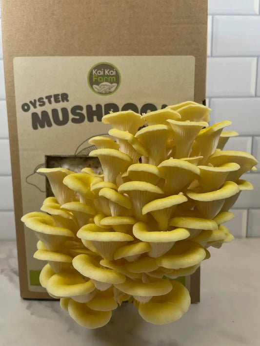 Introducing our newest mushroom kit - yellow oyster! - Kai Kai Farm