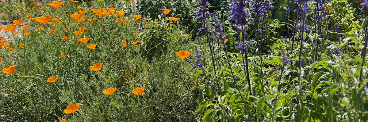 Mushroom Planter Pot Made From Reishi Mycelium Filled With Succulents