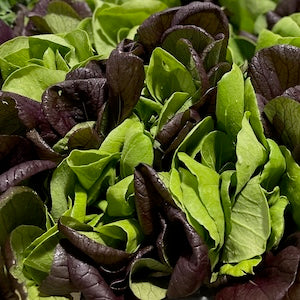 Bunches Of Purple And Green Bok Choi