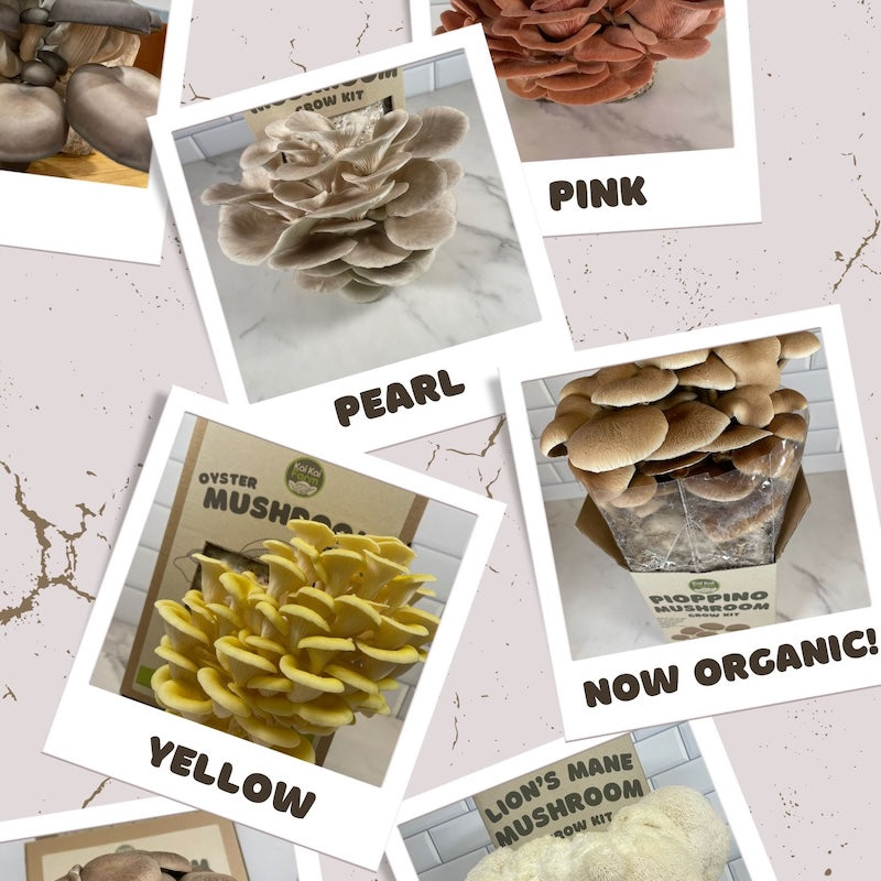 Kai Kai Farm's Mushroom Kit Collection