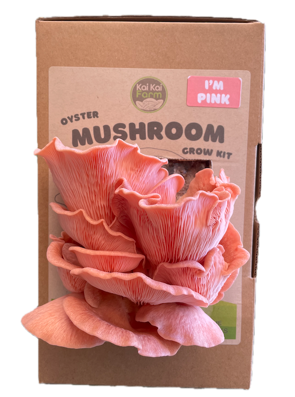 Pink Oyster Mushroom Kit