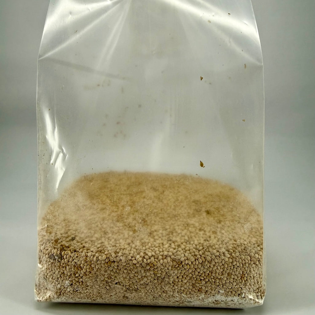 Pre-Mixed Grain Spawn Bags