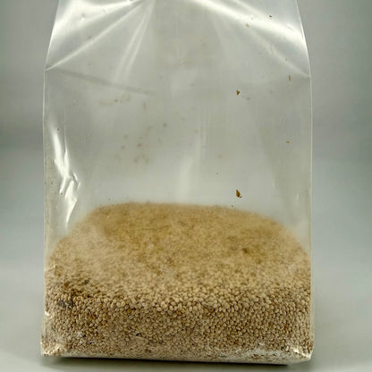 Pre-Mixed Grain Spawn Bags