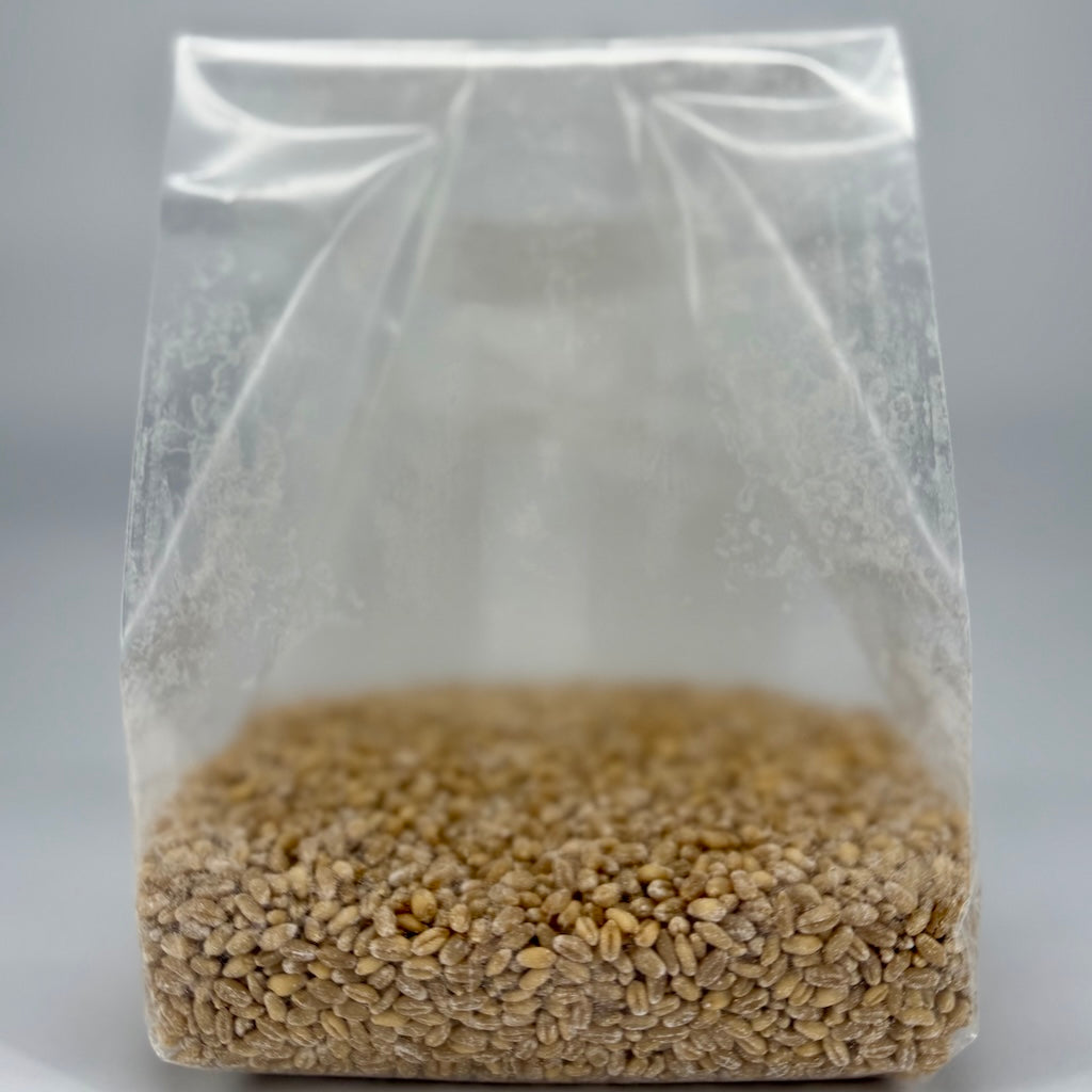 Pre-Mixed Grain Spawn Bags
