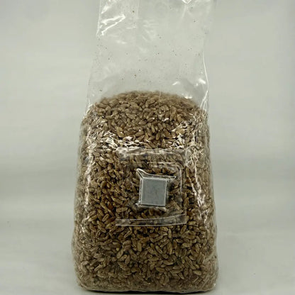 1kg Organic Rye Pre-Sterilised Grain Substrate Bag Injection Port