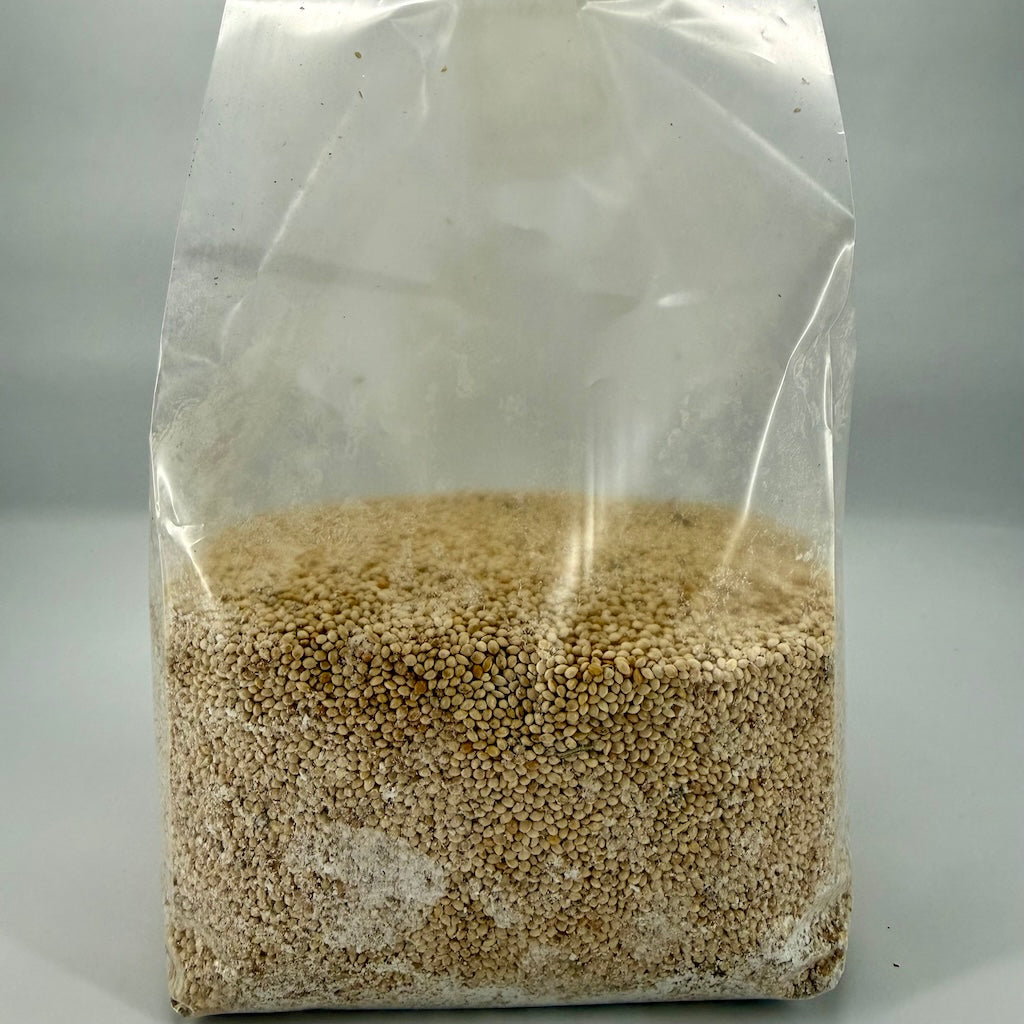 Pre-Mixed Grain Spawn Bags