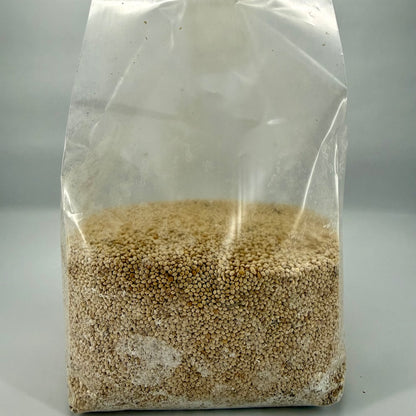 Pre-Mixed Grain Spawn Bags