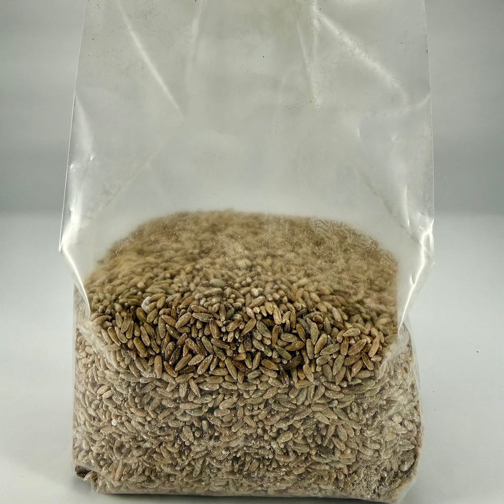 Pre-Mixed Grain Spawn Bags