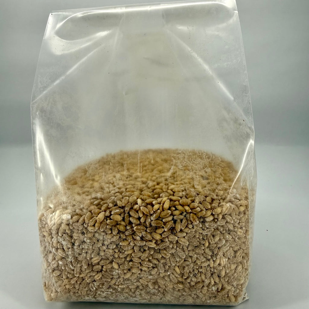 Pre-Mixed Grain Spawn Bags