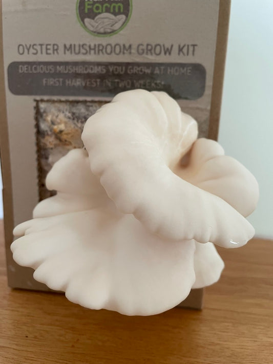 Snow White Oyster Mushroom Kit - Kai Kai Farm