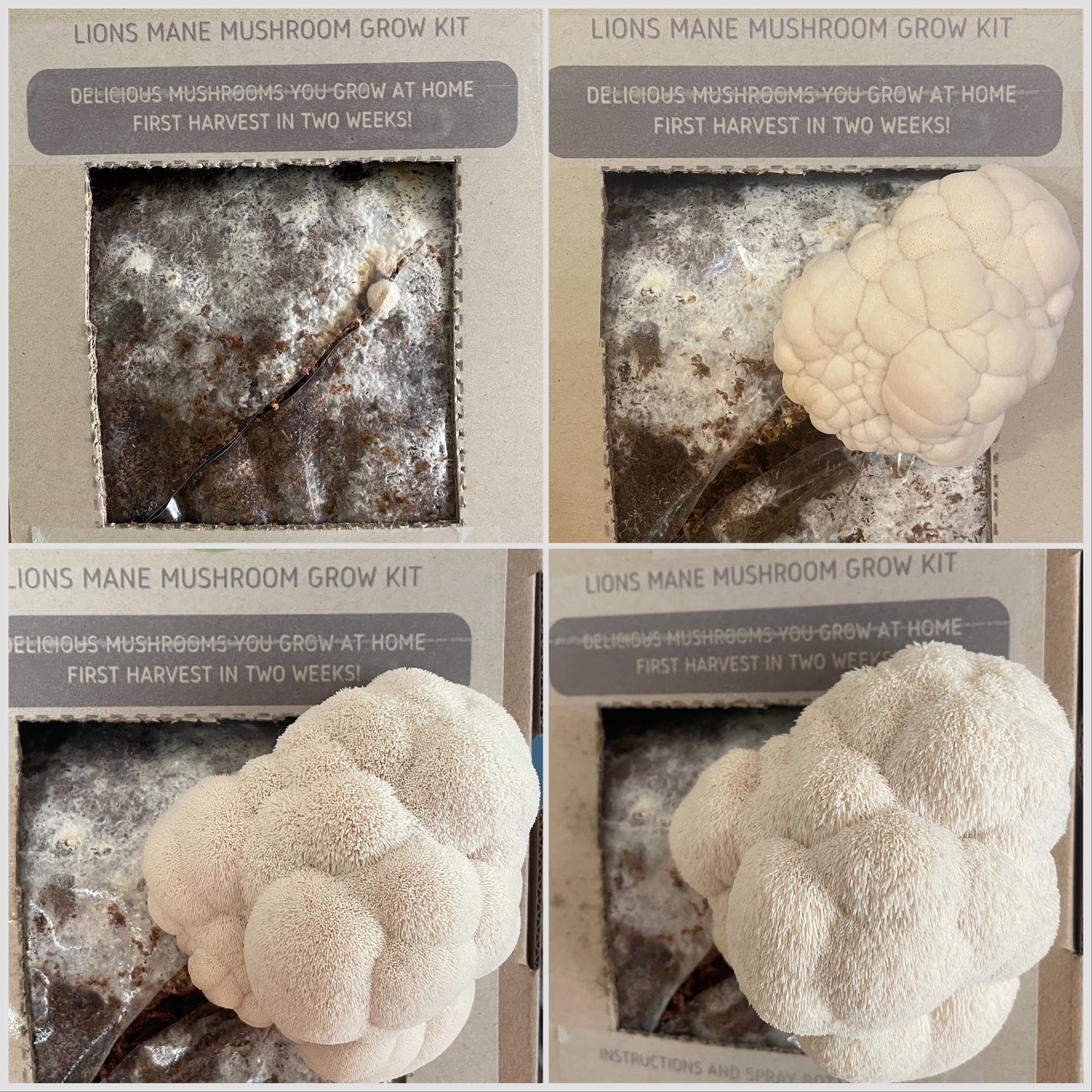 Lion's Mane Mushroom Kit - Kai Kai Farm