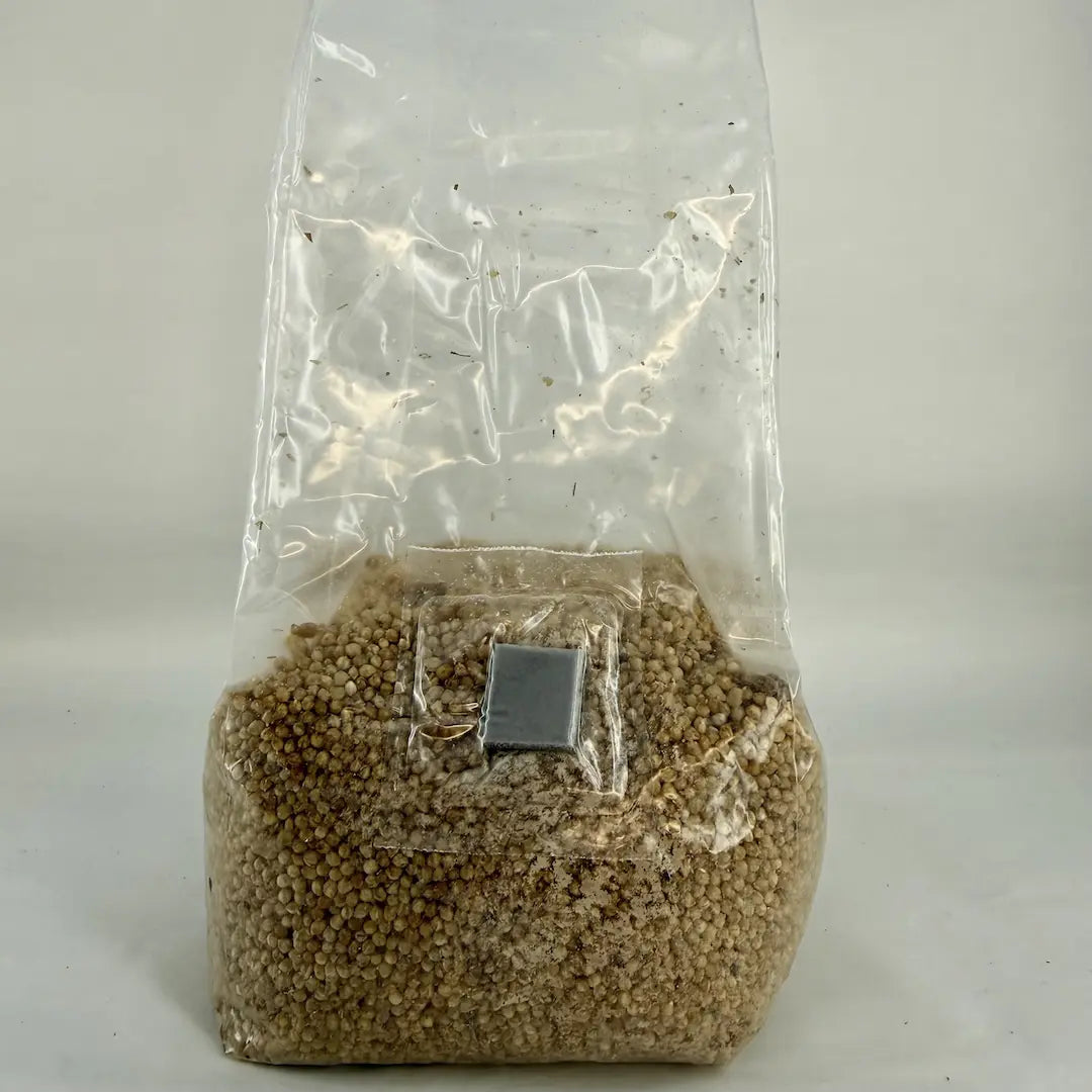 500g Millet Pre-Sterilised Grain Substrate Bag Injection Port