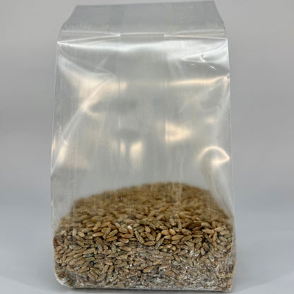 Pre-Mixed Grain Spawn Bags