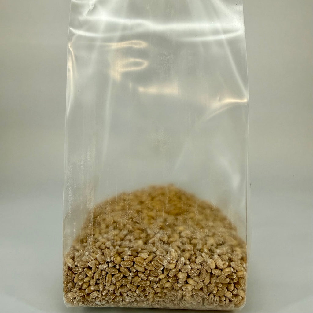 Pre-Mixed Grain Spawn Bags