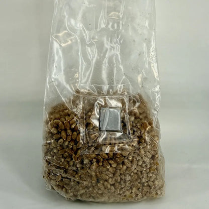 500g Organic Wheat Pre-Sterilised Grain Substrate Bag Injection Port