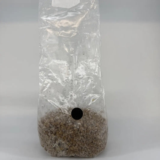 500g Organic Wheat Pre-Sterilised Grain Substrate Bag Injection Port