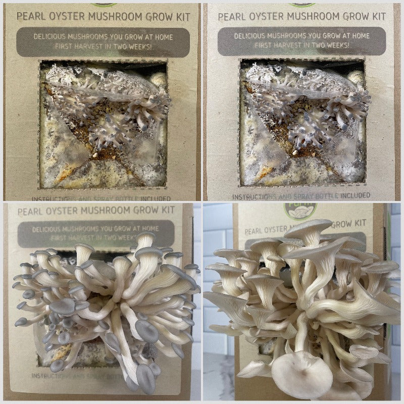 Pearl Oyster Mushroom Kit - Kai Kai Farm