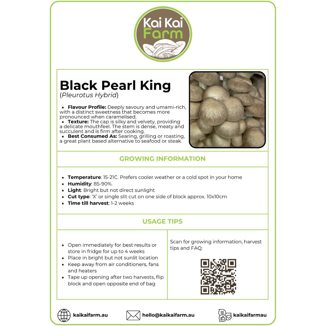 Oyster Mushroom 'Black Pearl King' - 2.2KG Ready To Fruit Block