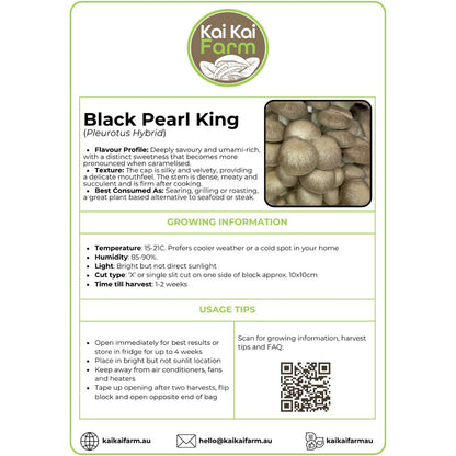 Oyster Mushroom 'Black Pearl King' - 2.2KG Ready To Fruit Block