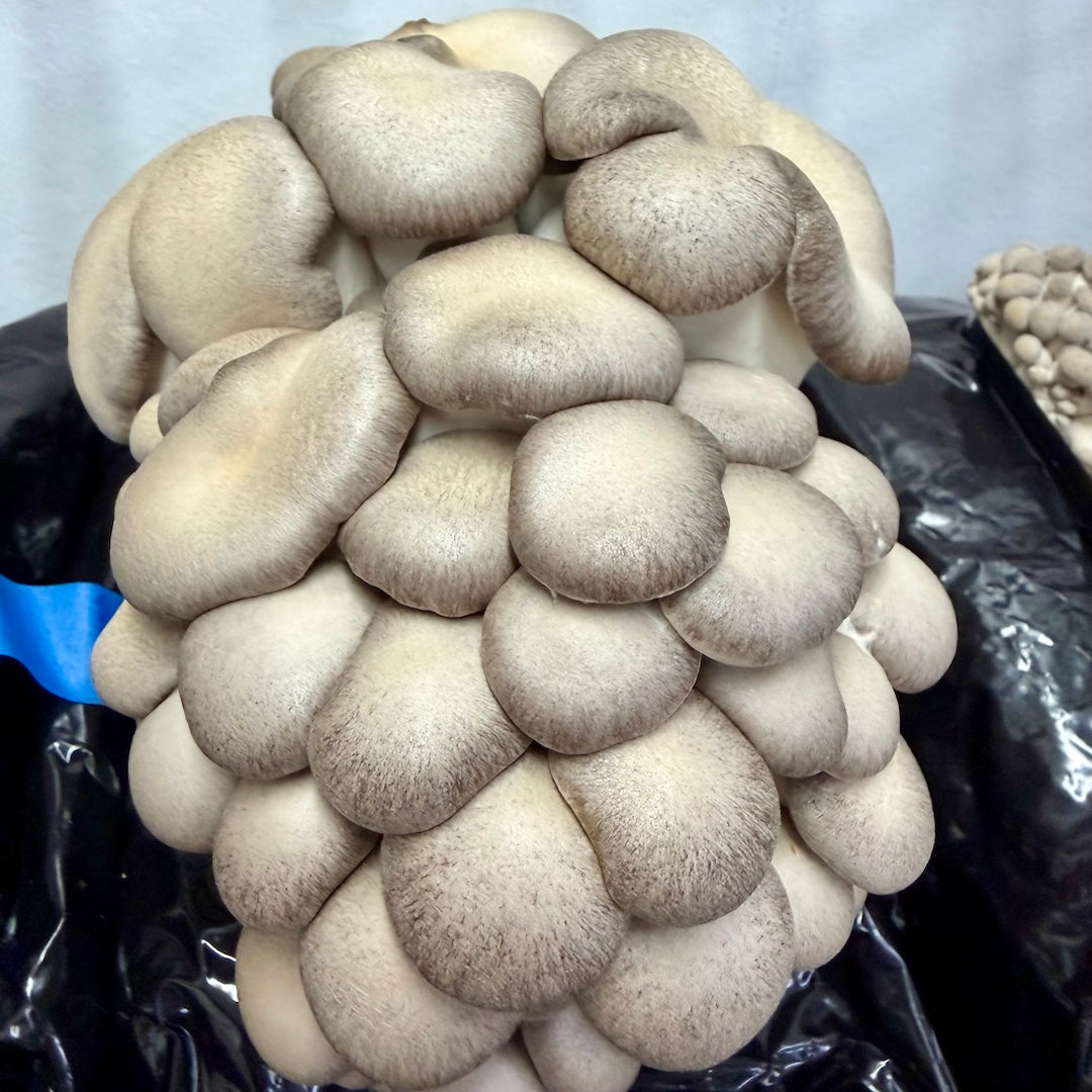 Oyster Mushroom 'Black Pearl King' - 2.2KG Ready To Fruit Block