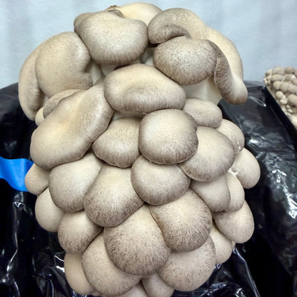 Oyster Mushroom 'Black Pearl King' - 2.2KG Ready To Fruit Block