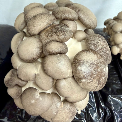Oyster Mushroom 'Black Pearl King' - 2.2KG Ready To Fruit Block