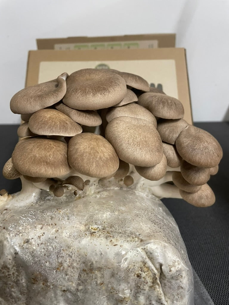 Black Pearl King Oysters Fruiting